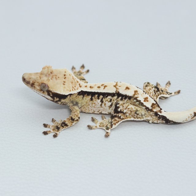 Normal Tri Extreme Harlequin