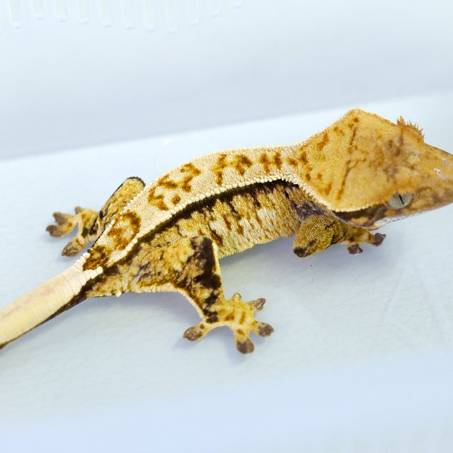 Normal Tri Extreme Harlequin