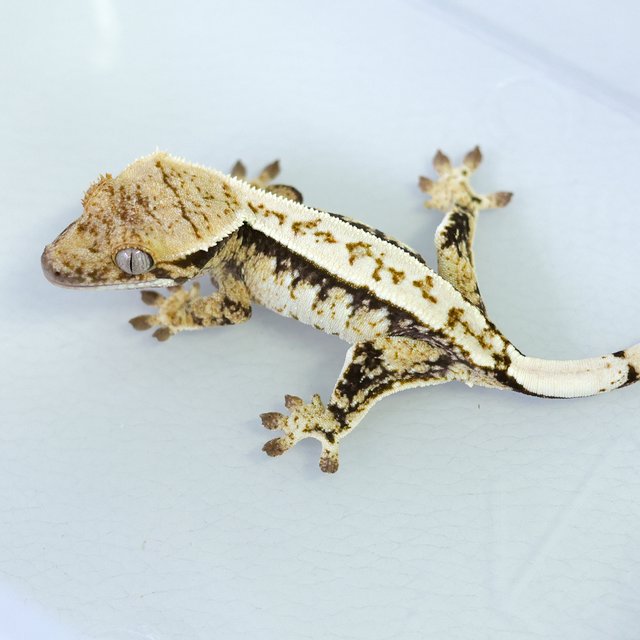 Normal White Spot Tri Extreme Harlequin