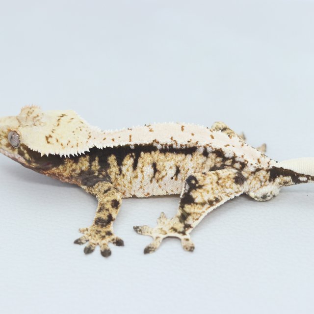 Normal Tri White Spot Extreme Harlequin