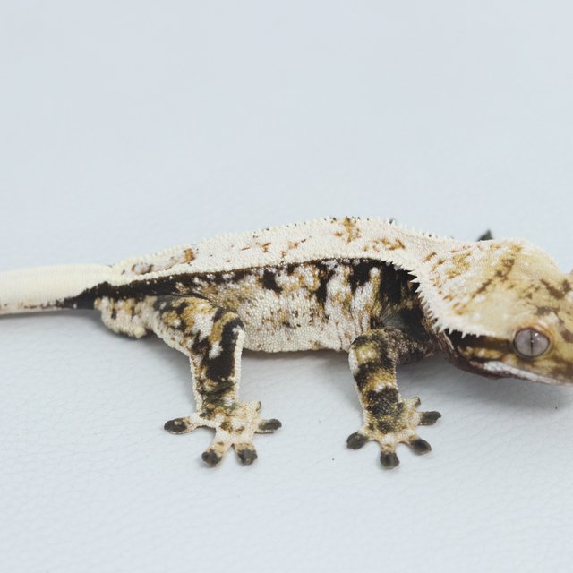 Normal Tri Extreme Harlequin Drippy White Spot