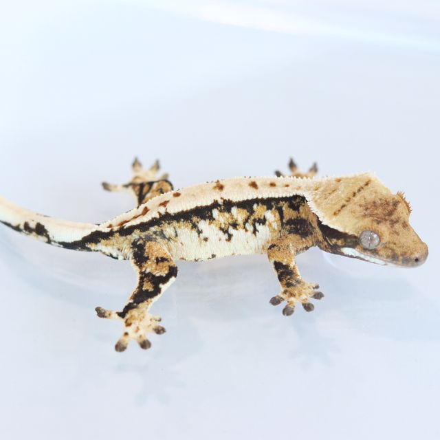 Extreme Harlequin Drippy Tri White Spot