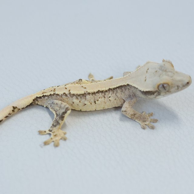 Normal Tri Extreme Harlequin