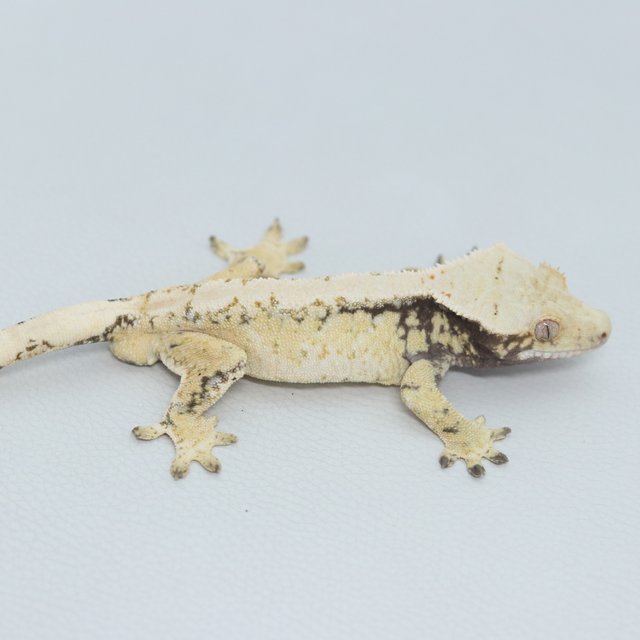 Normal Tri Extreme Harlequin White Spot