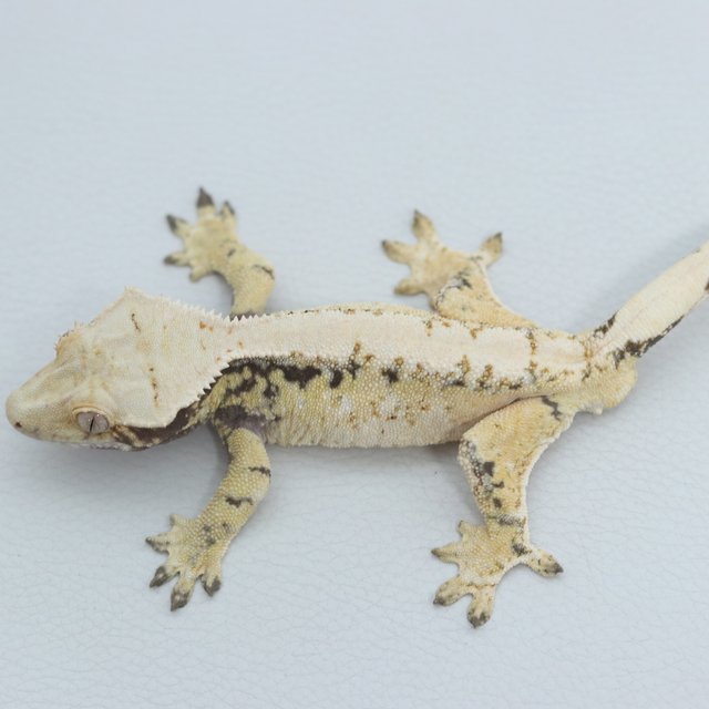 Normal Tri Extreme Harlequin White Spot