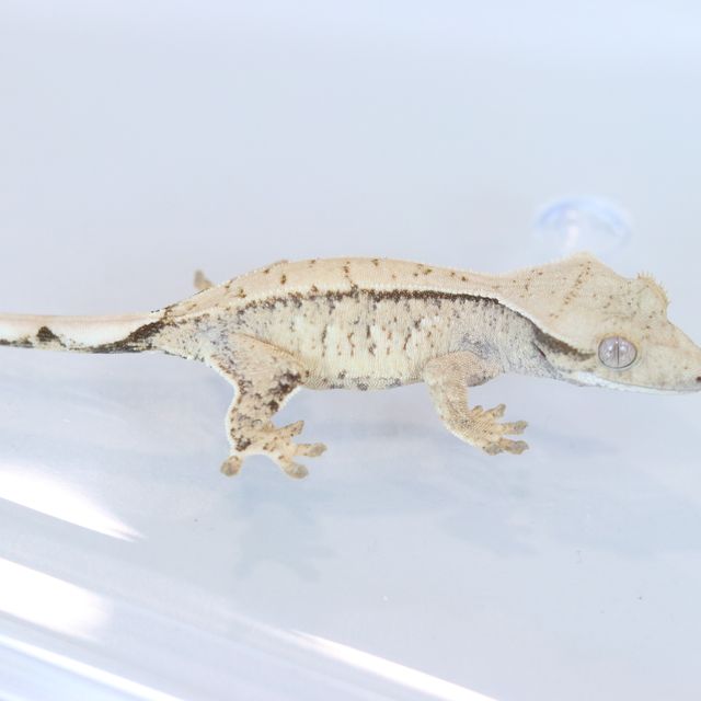 Drippy White Spot Tri Extreme Harlequin