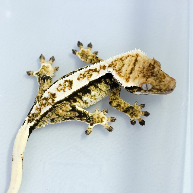 Tri Extreme Harlequin White Pin