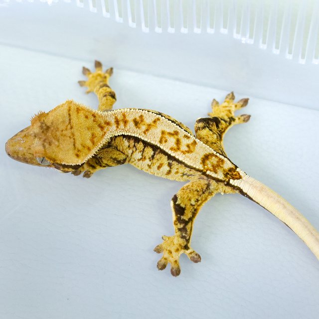 Normal Tri Extreme Harlequin