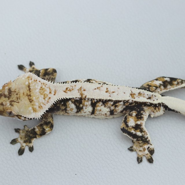 Normal Tri Extreme Harlequin Drippy White Spot