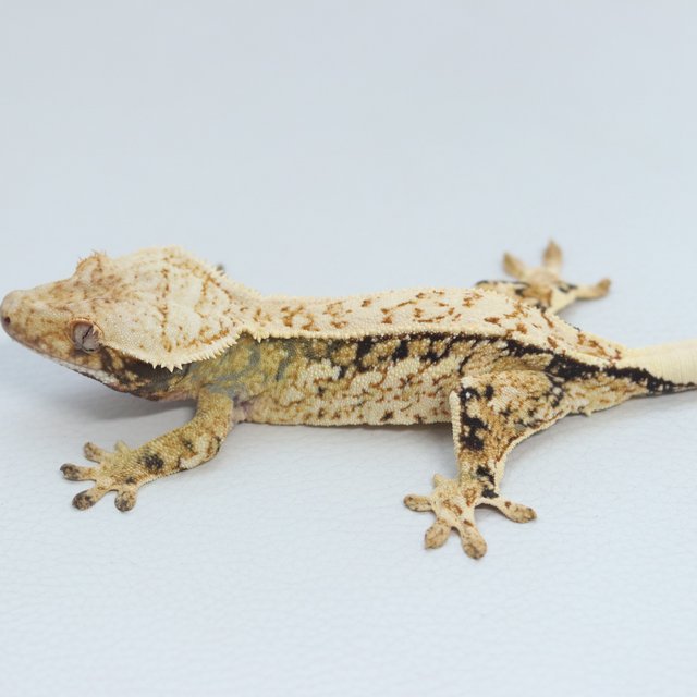 White Spot Extreme Harlequin Quad Normal Tri Pinstripe