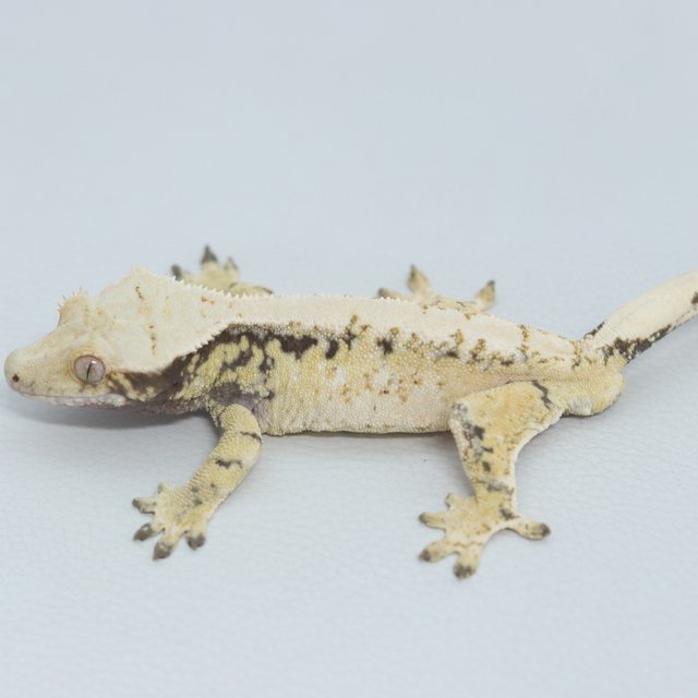 Normal Tri Extreme Harlequin White Spot