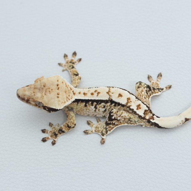 Normal Tri Extreme Harlequin