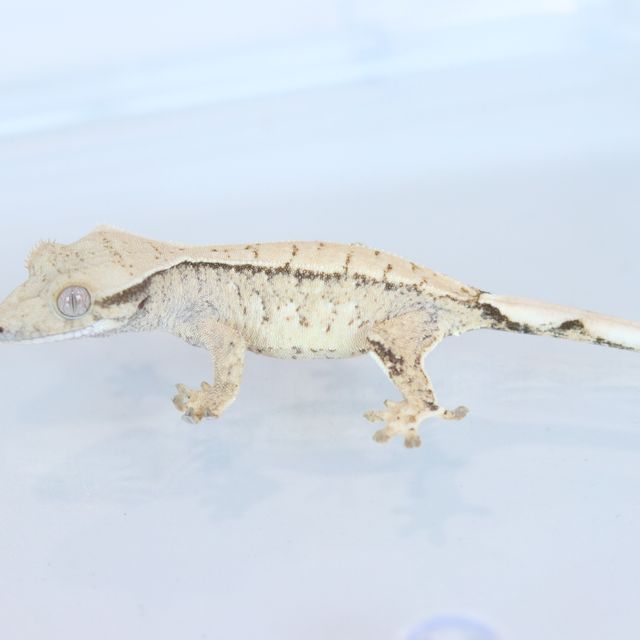 Drippy White Spot Tri Extreme Harlequin