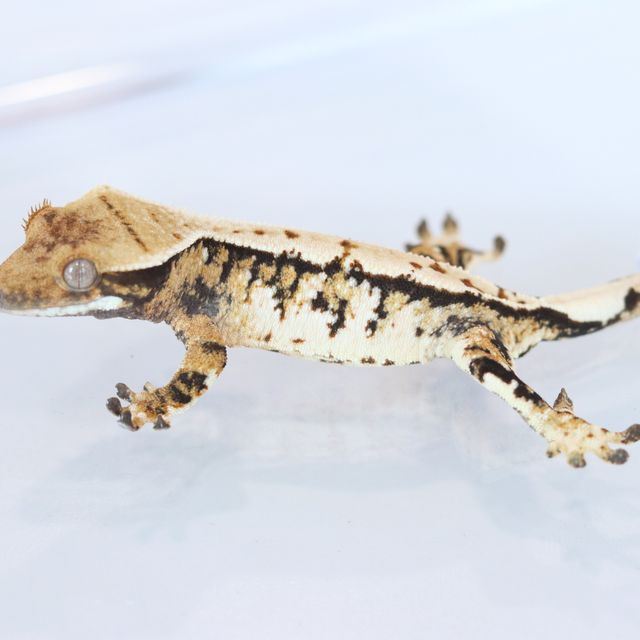 Extreme Harlequin Drippy Tri White Spot