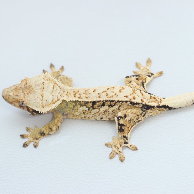 White Spot Extreme Harlequin Quad Normal Tri Pinstripe