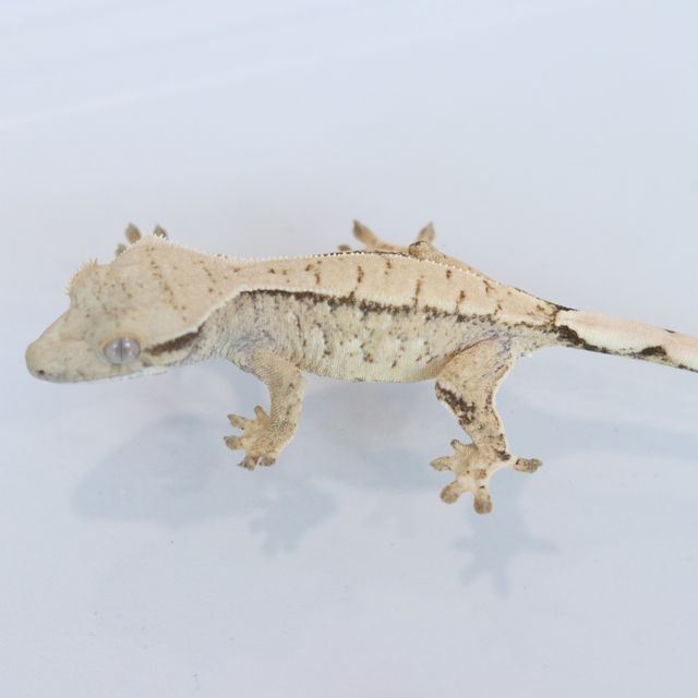 Drippy White Spot Tri Extreme Harlequin