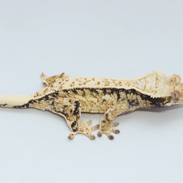 White Spot Extreme Harlequin Quad Normal Tri Pinstripe