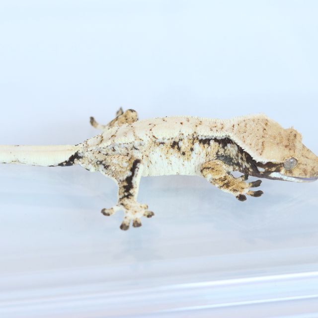 Tri Extreme Harlequin Drippy White Spot