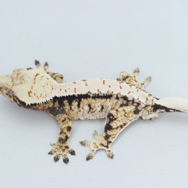 Normal Tri White Spot Extreme Harlequin