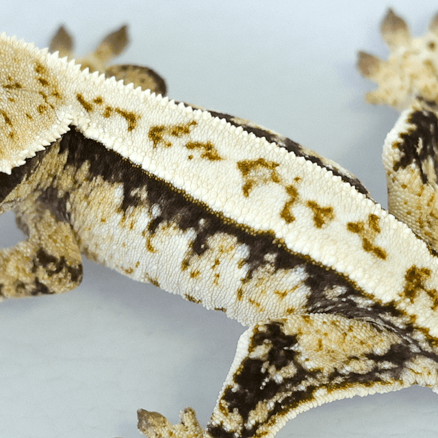 Normal White Spot Tri Extreme Harlequin