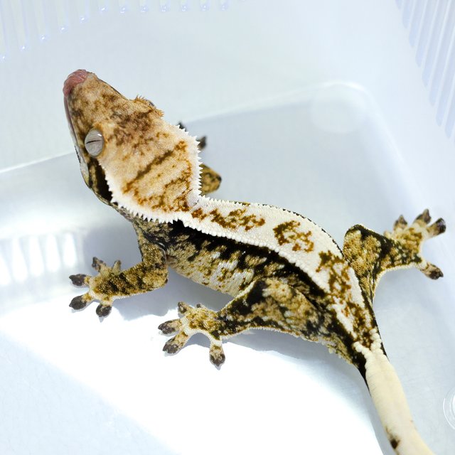 Tri Extreme Harlequin White Pin