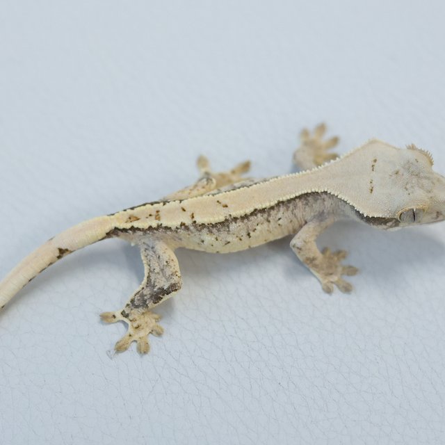 Normal Tri Extreme Harlequin