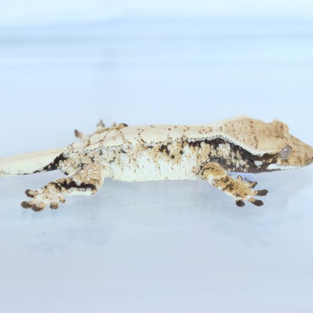 Tri Extreme Harlequin Drippy White Spot