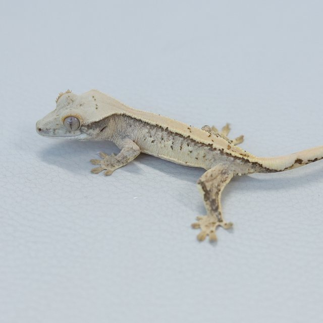 Normal Tri Extreme Harlequin