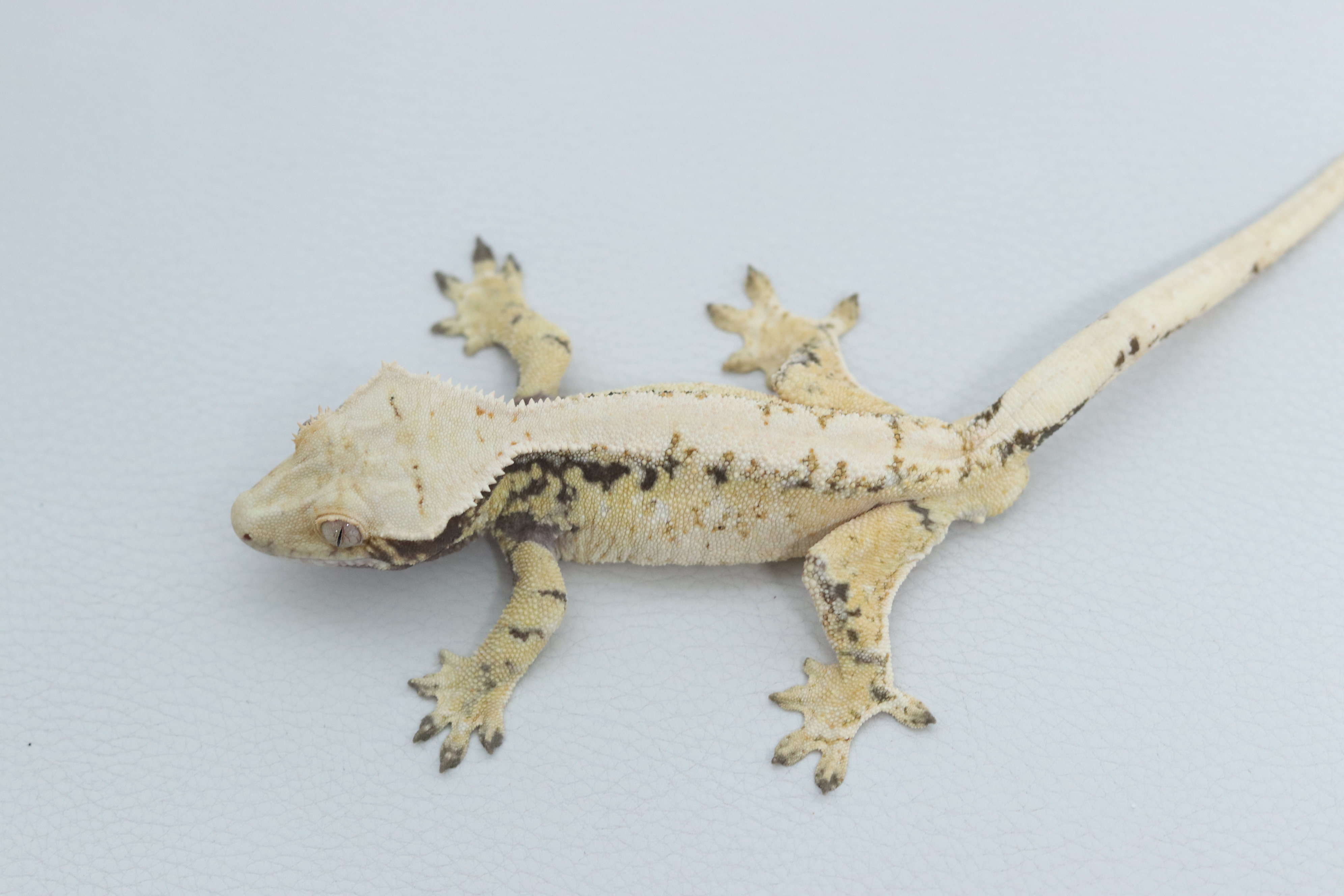 Normal Tri Extreme Harlequin White Spot