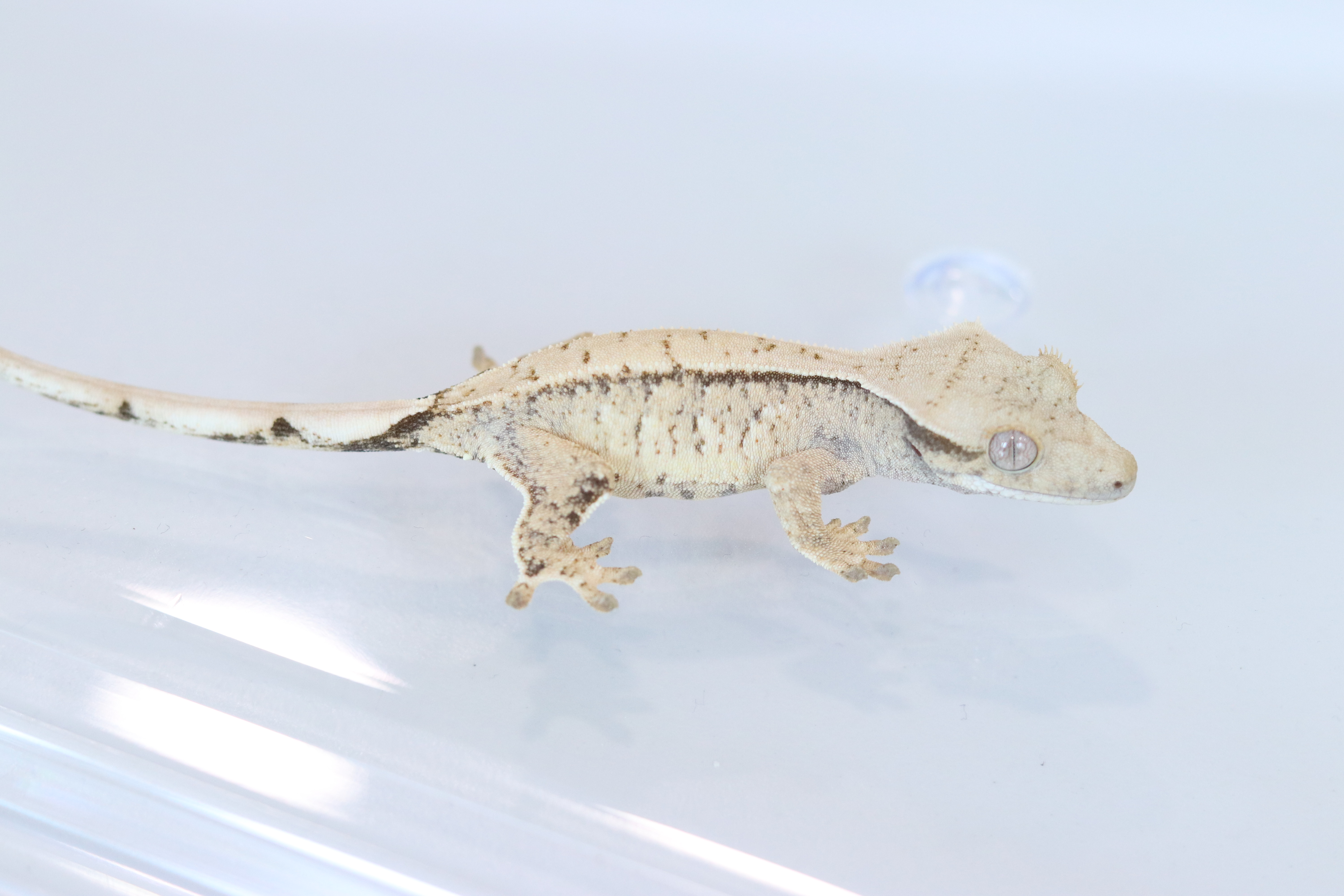 Drippy White Spot Tri Extreme Harlequin