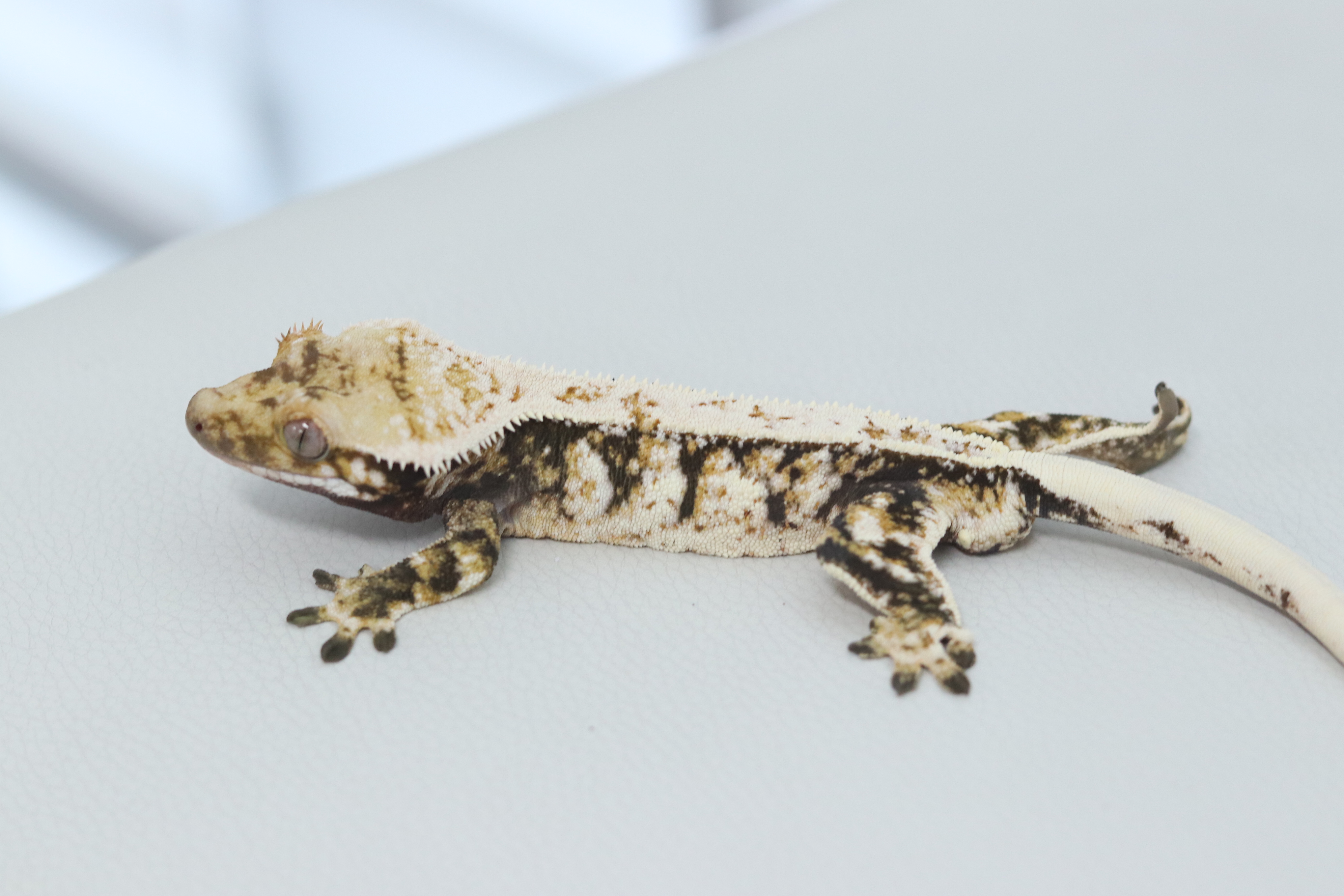 Normal Tri Extreme Harlequin Drippy White Spot