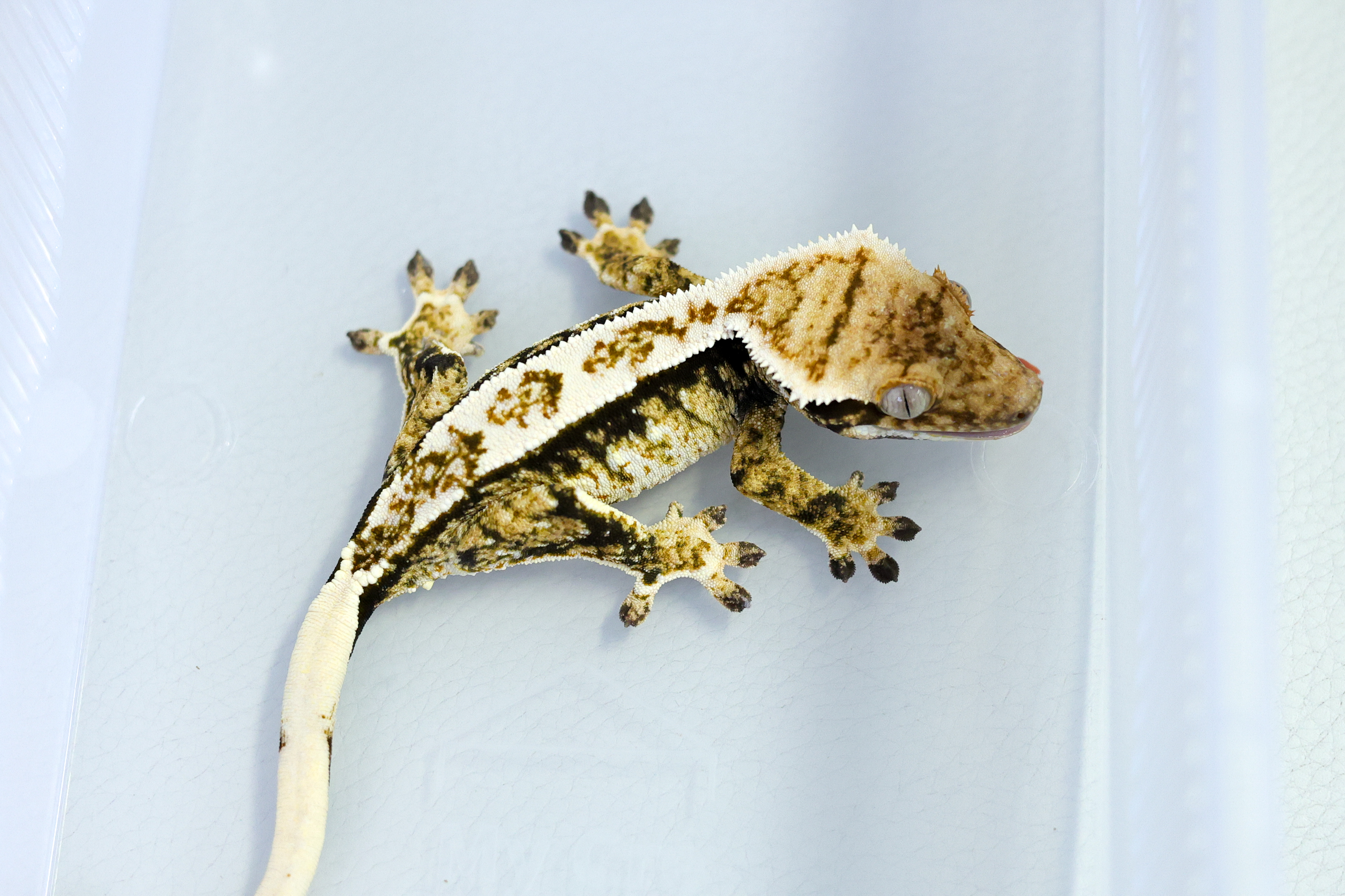 Tri Extreme Harlequin White Pin