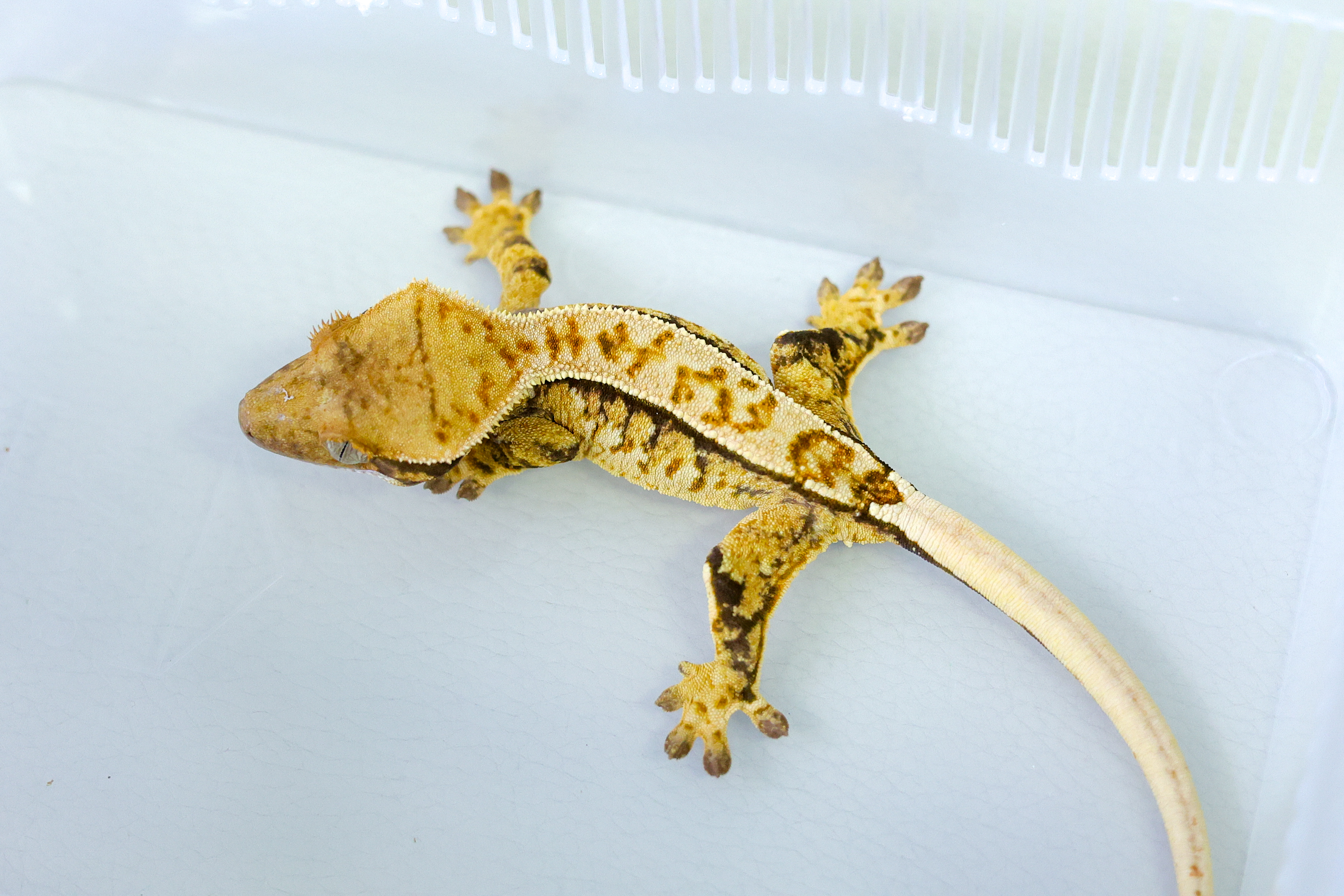 Normal Tri Extreme Harlequin