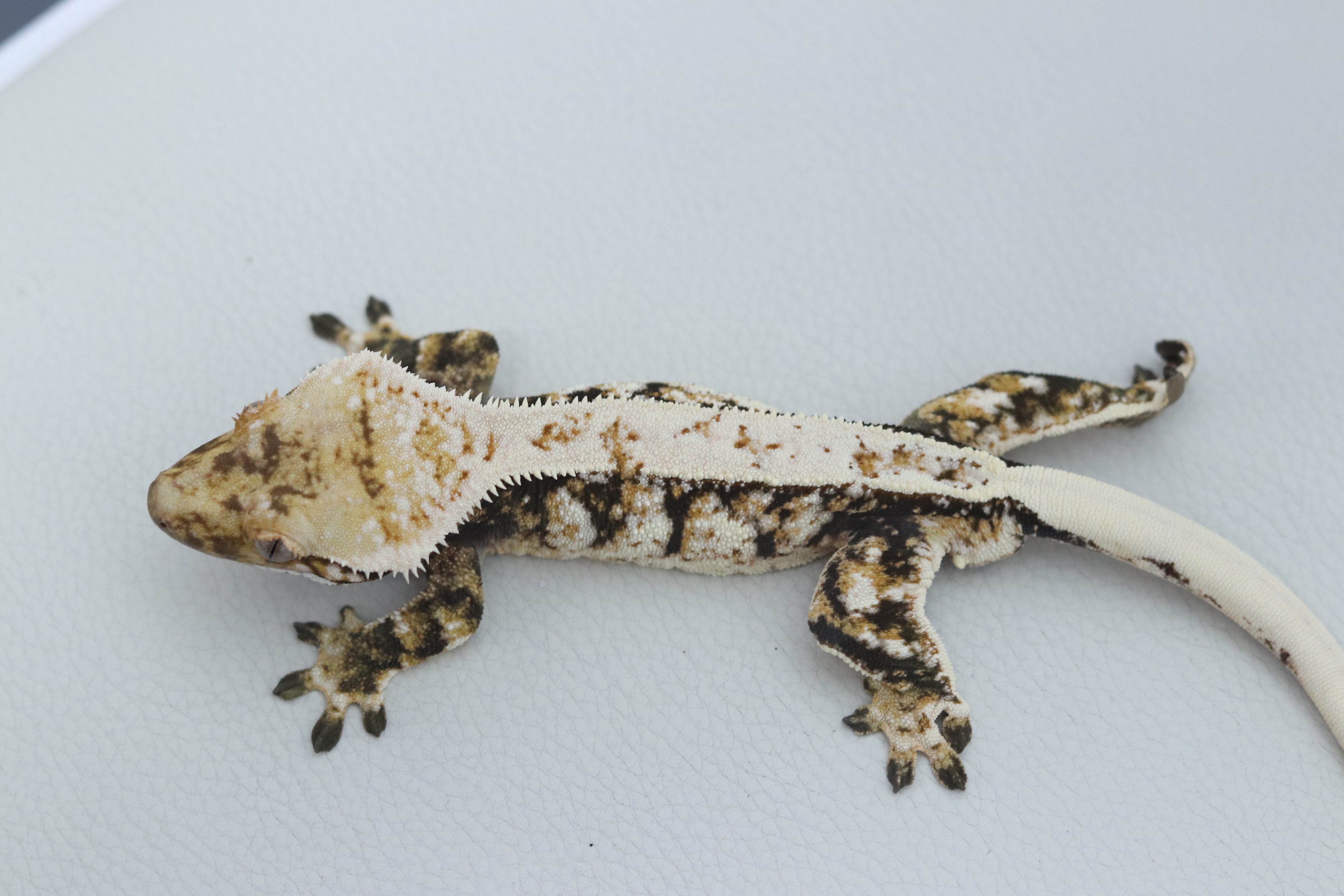 Normal Tri Extreme Harlequin Drippy White Spot