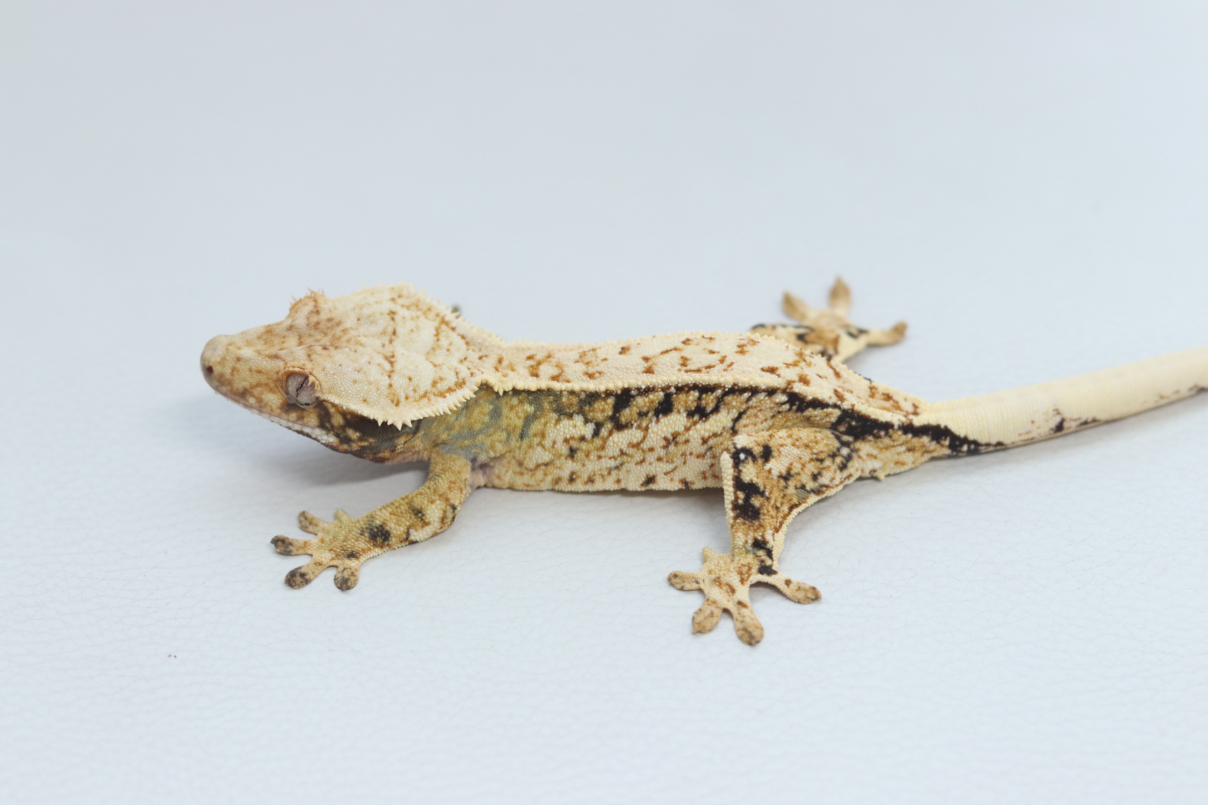 White Spot Extreme Harlequin Quad Normal Tri Pinstripe