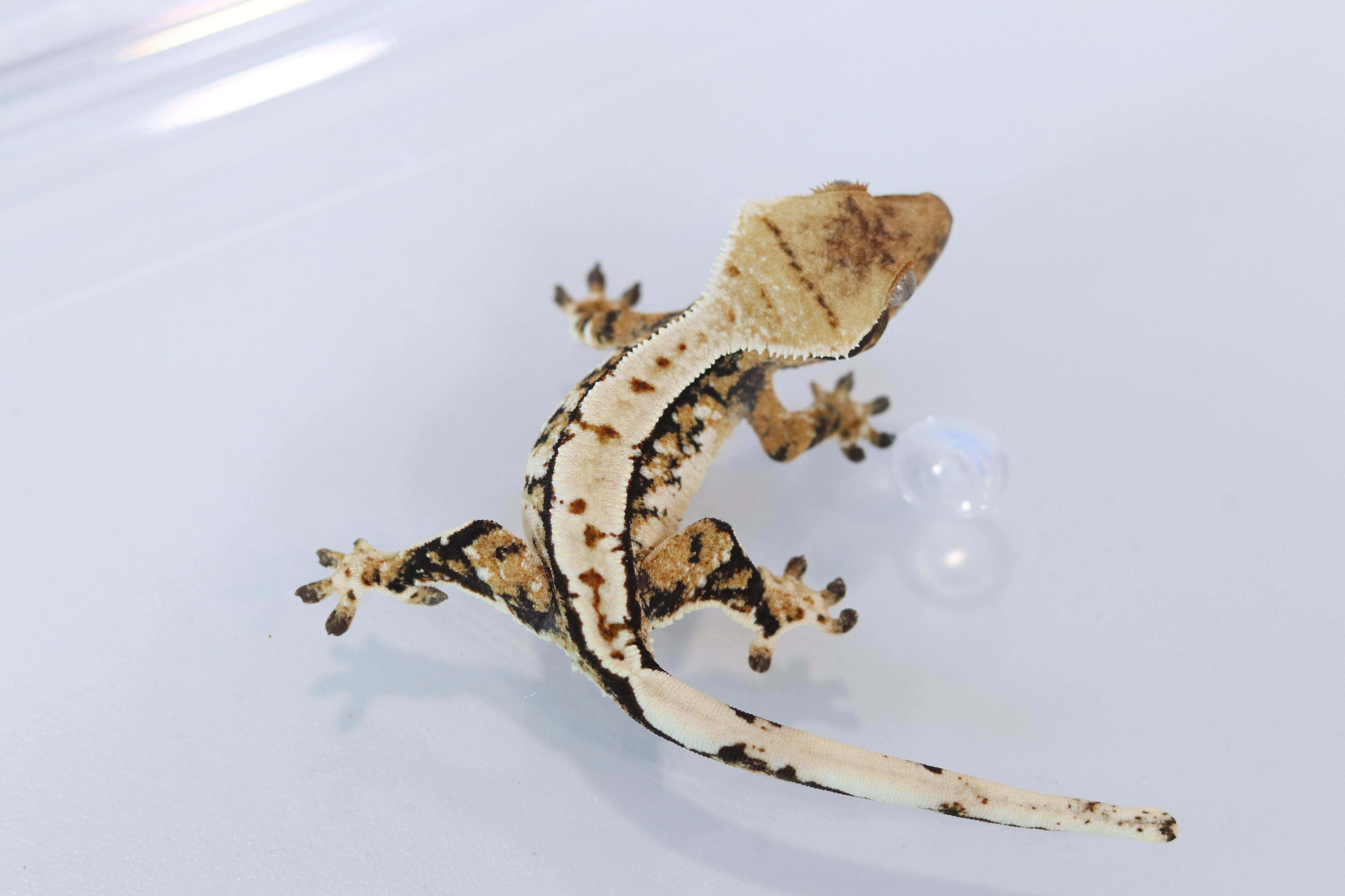 Extreme Harlequin Drippy Tri White Spot