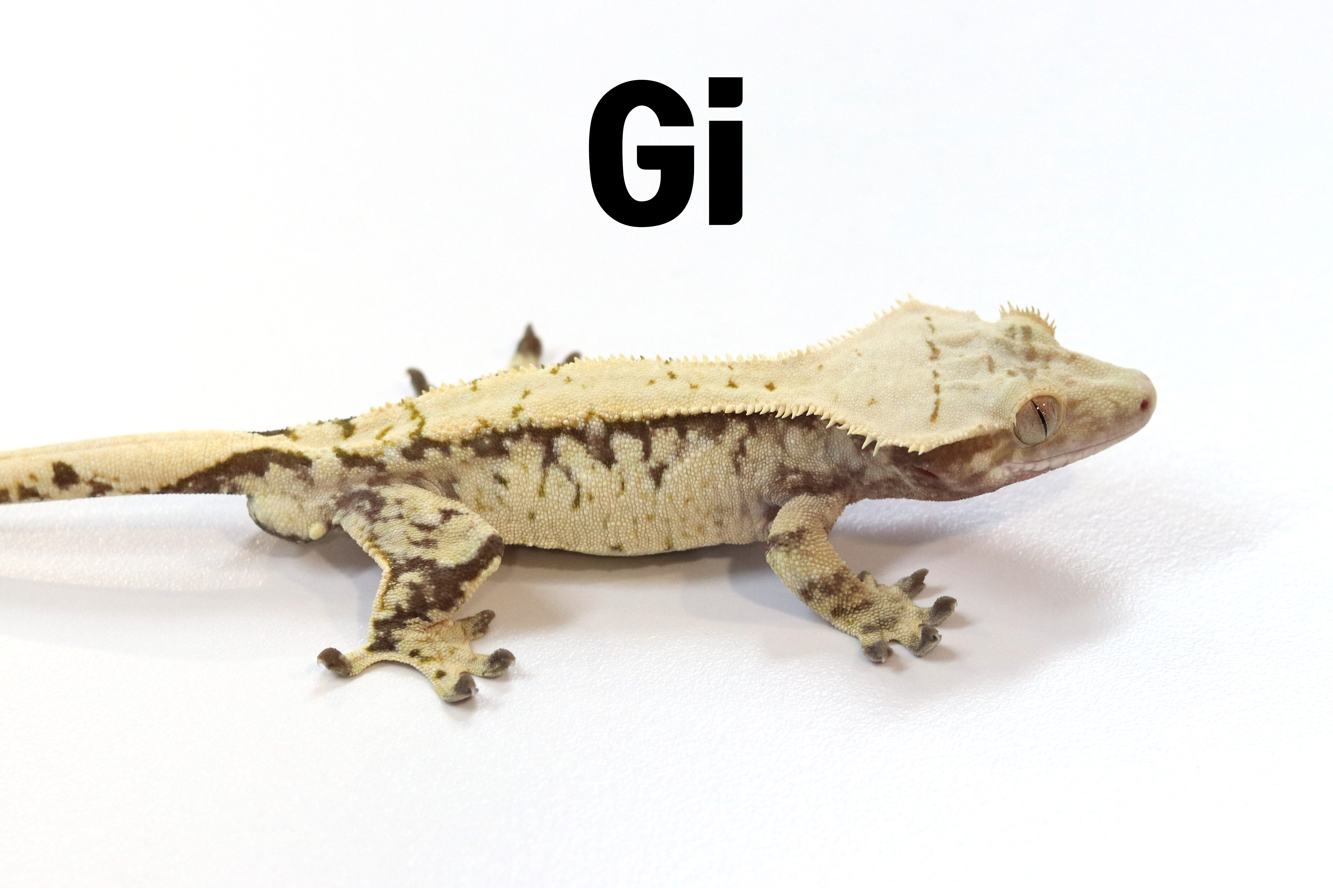 Tri Extreme Harlequin