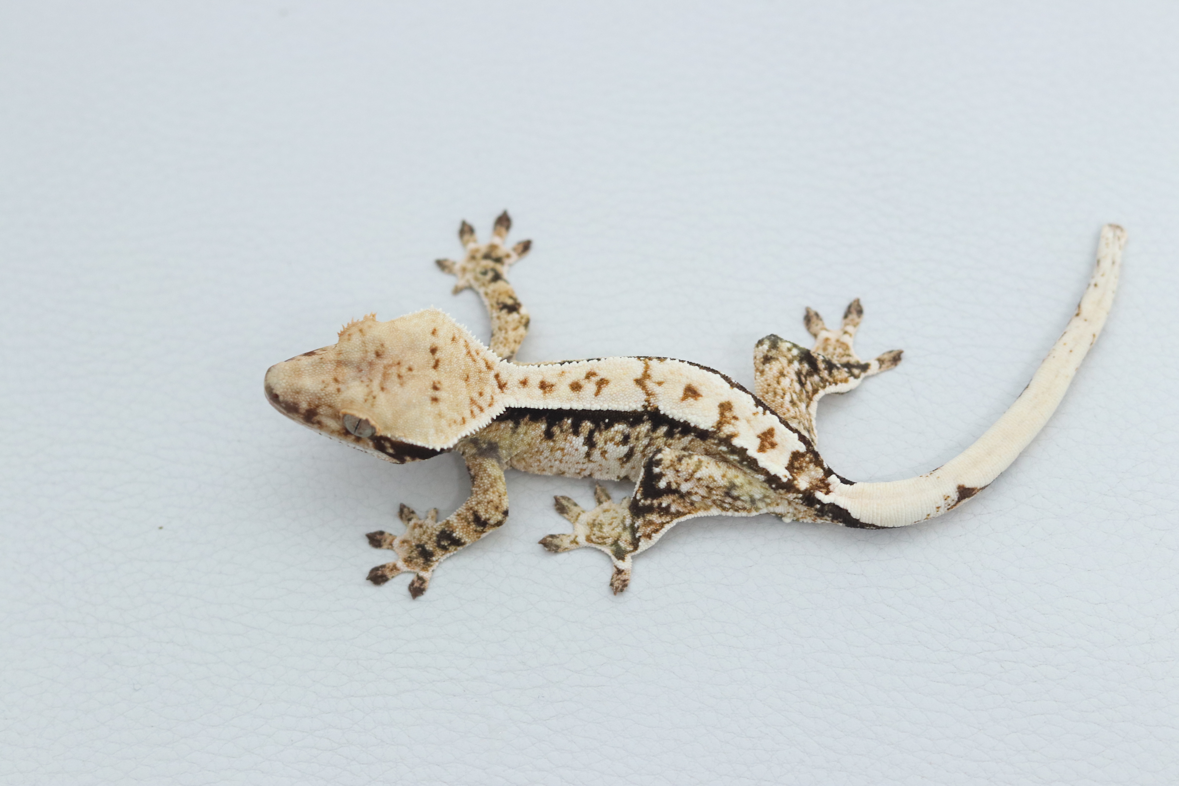 Normal Tri Extreme Harlequin