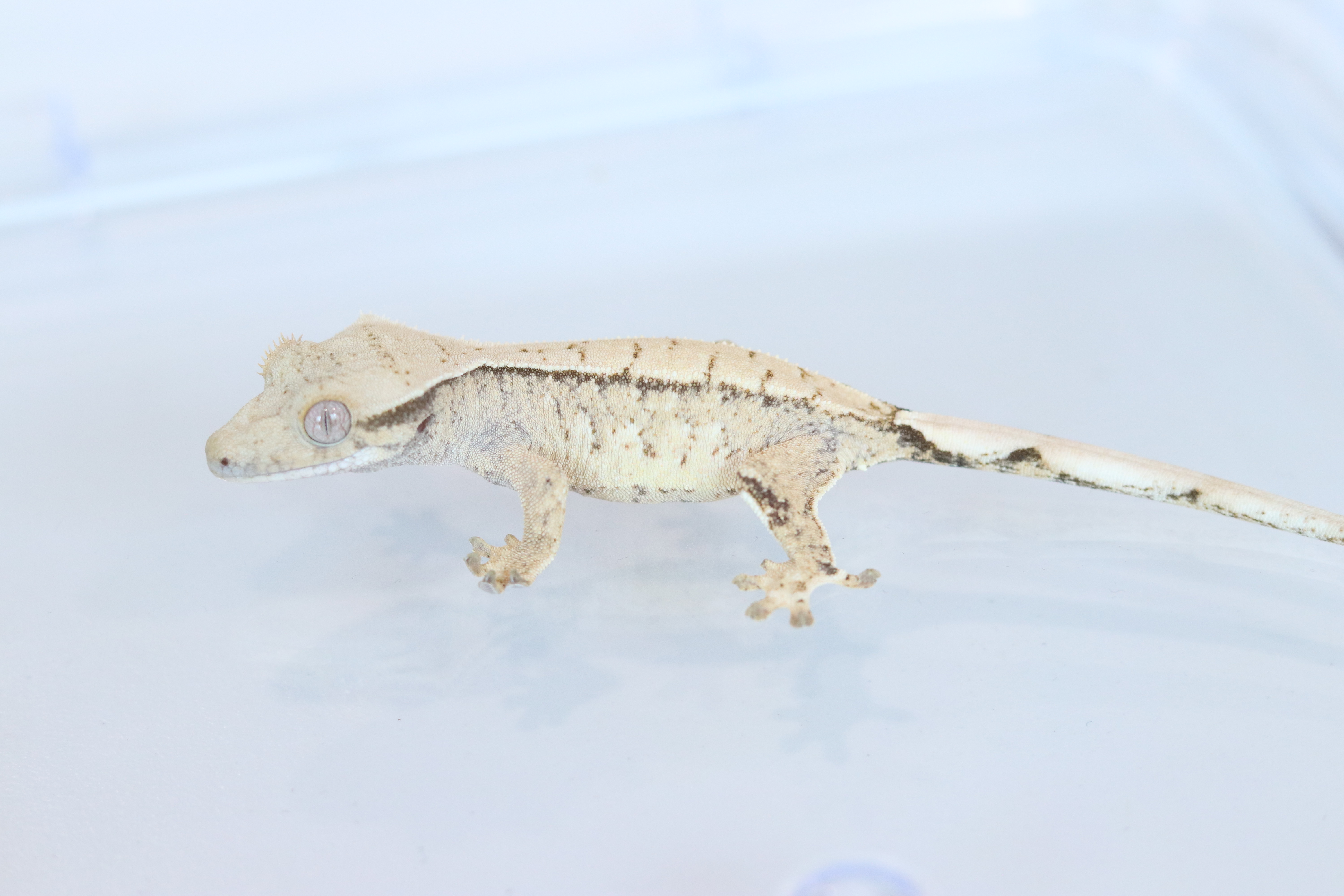 Drippy White Spot Tri Extreme Harlequin