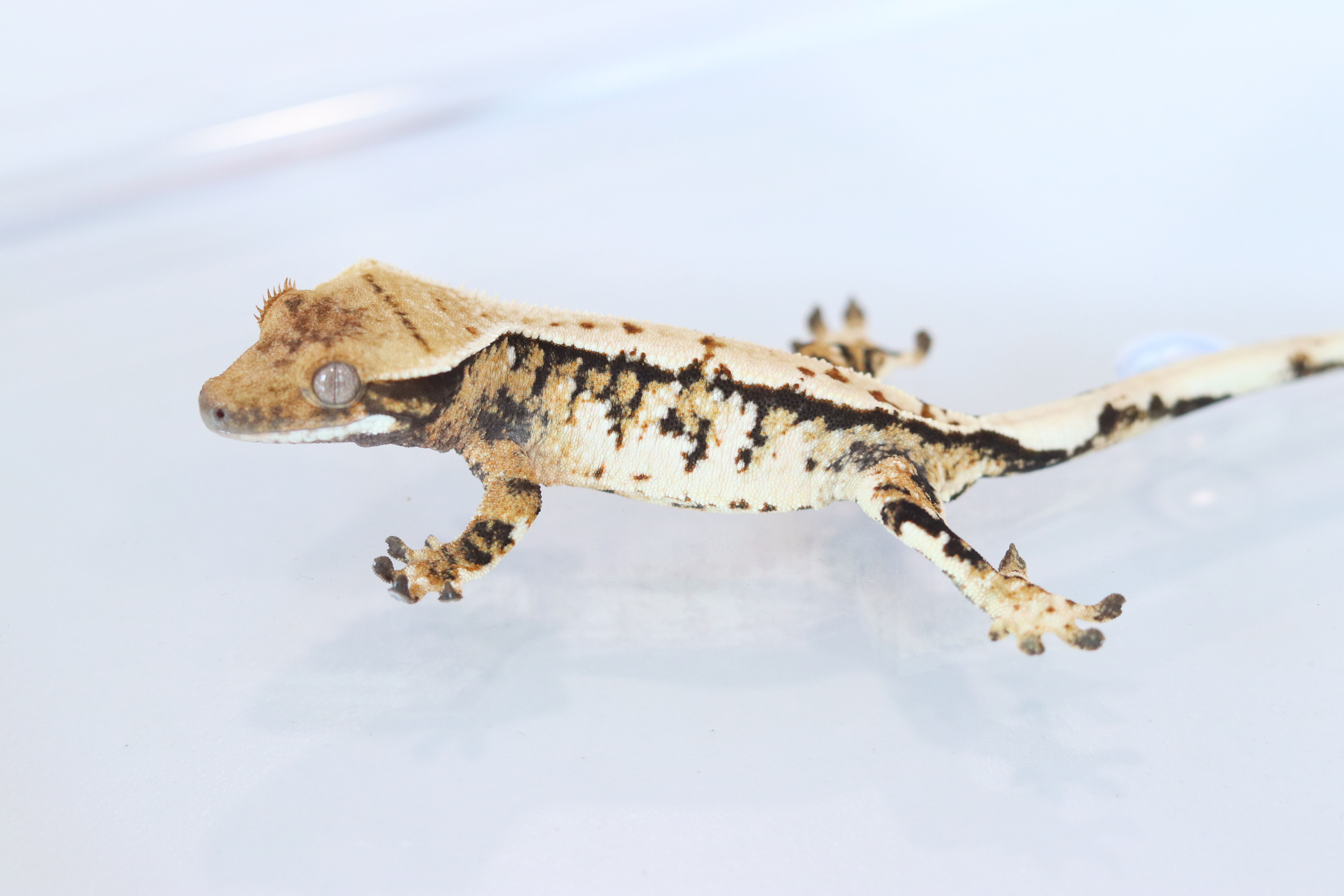 Extreme Harlequin Drippy Tri White Spot