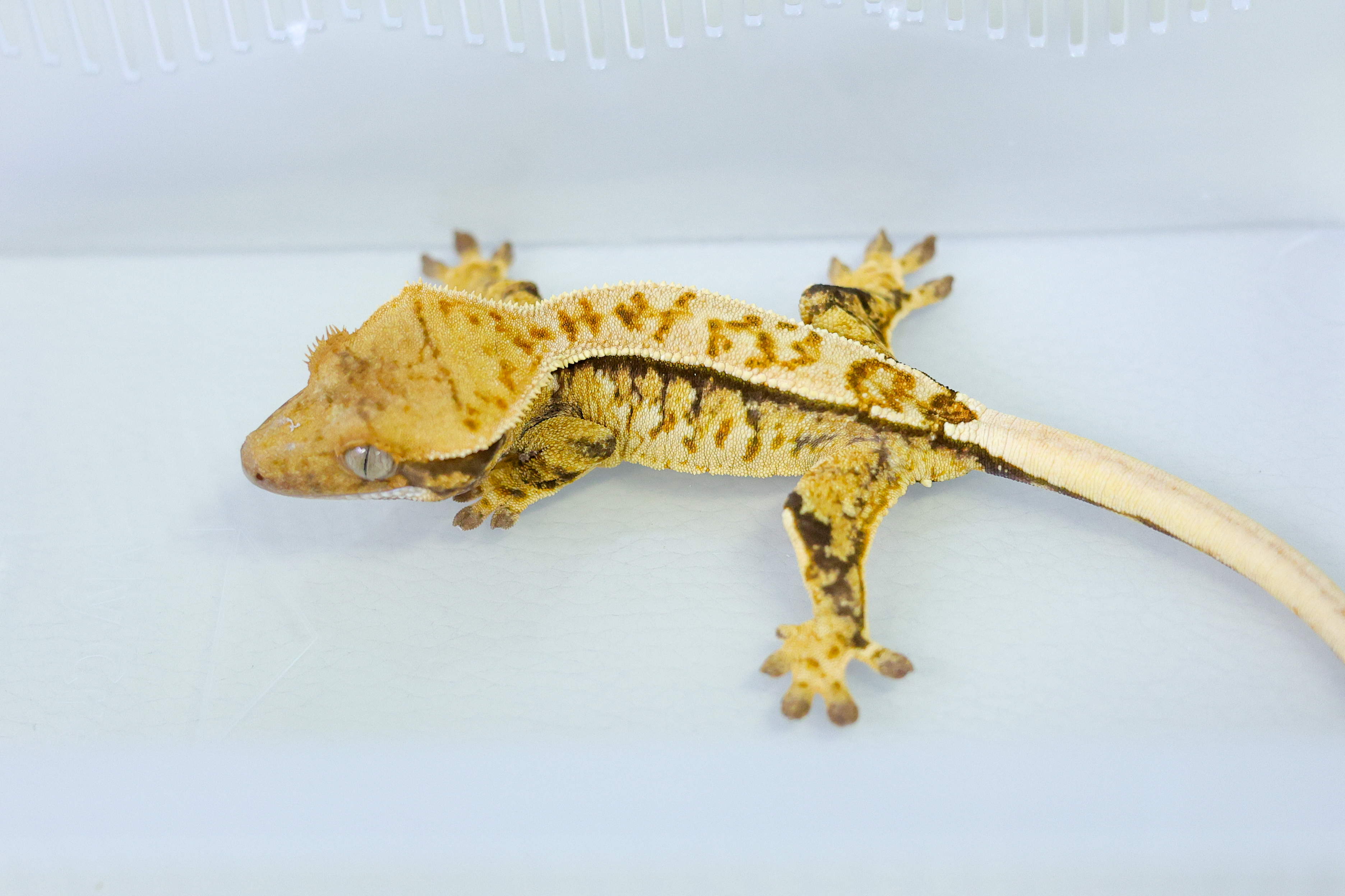 Normal Tri Extreme Harlequin