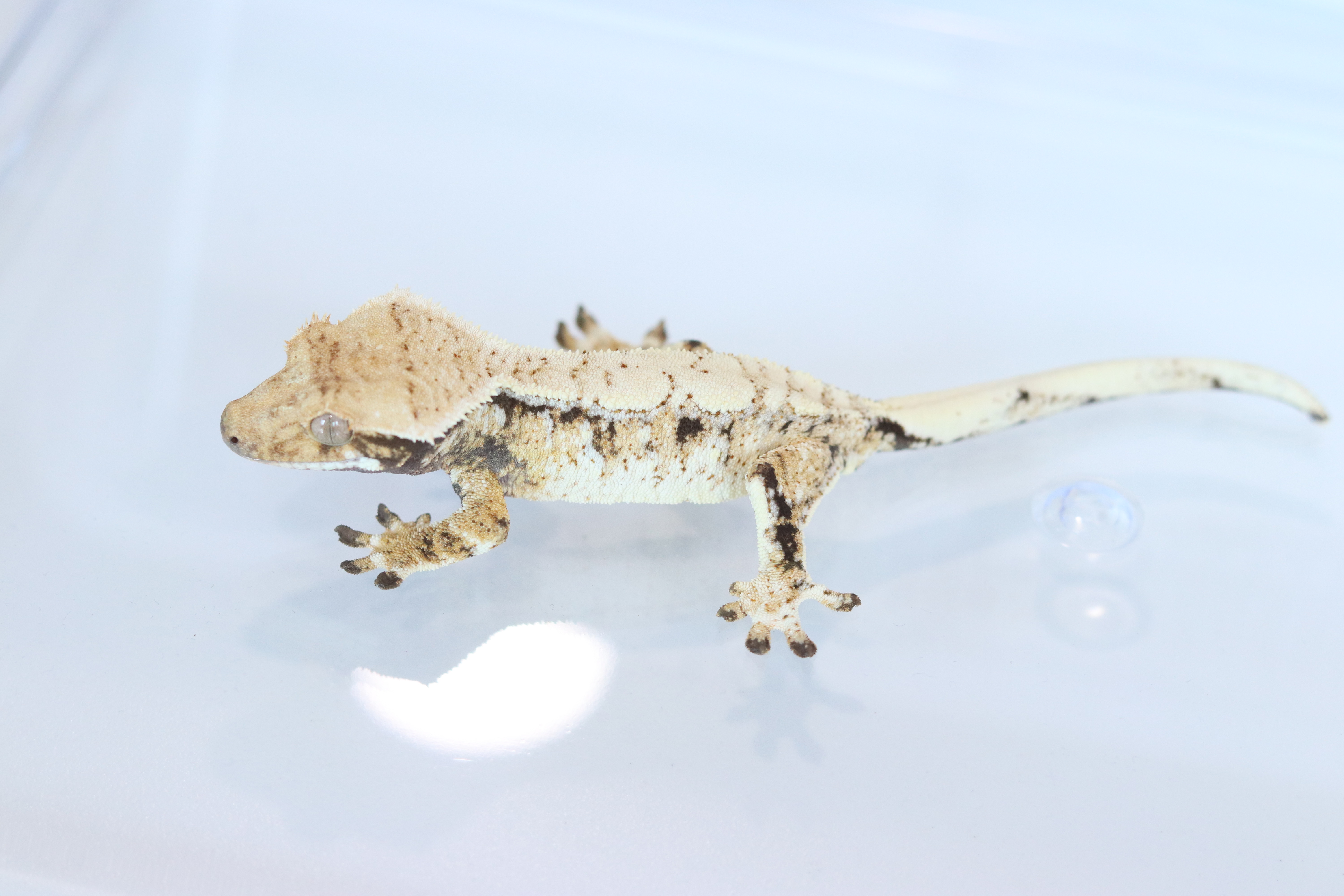 Tri Extreme Harlequin Drippy White Spot