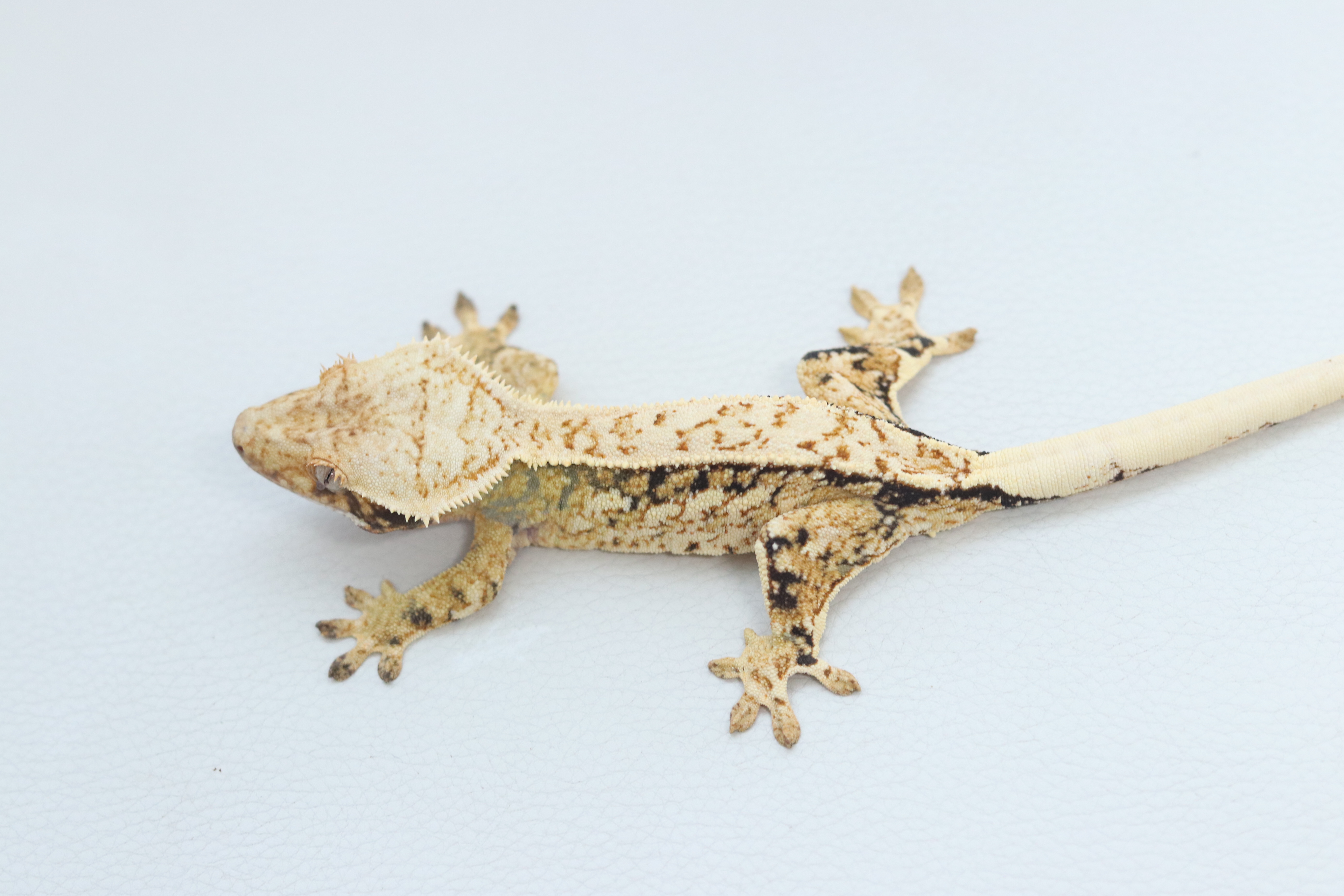 White Spot Extreme Harlequin Quad Normal Tri Pinstripe