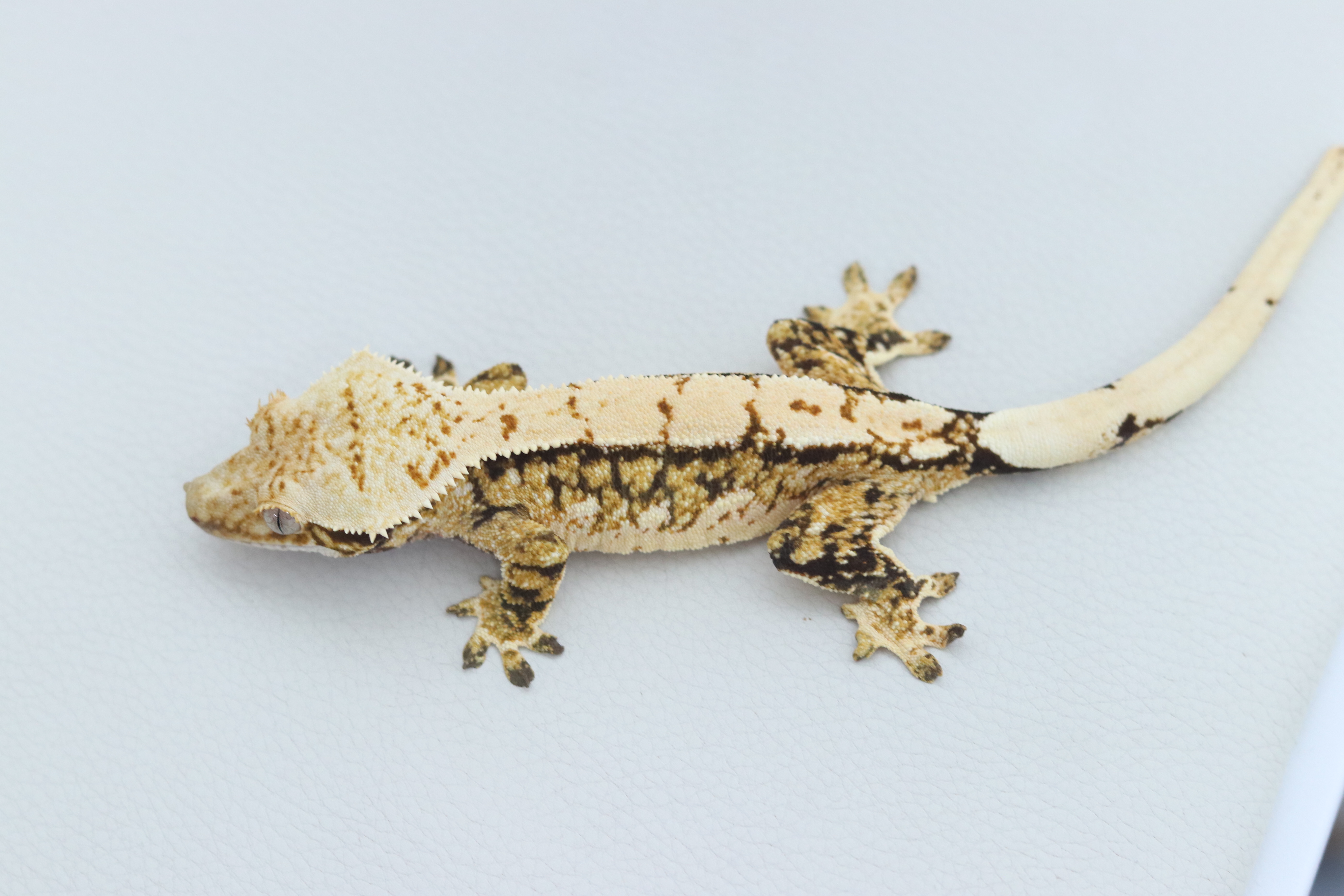 Normal Tri Extreme Harlequin Quad Tangerine