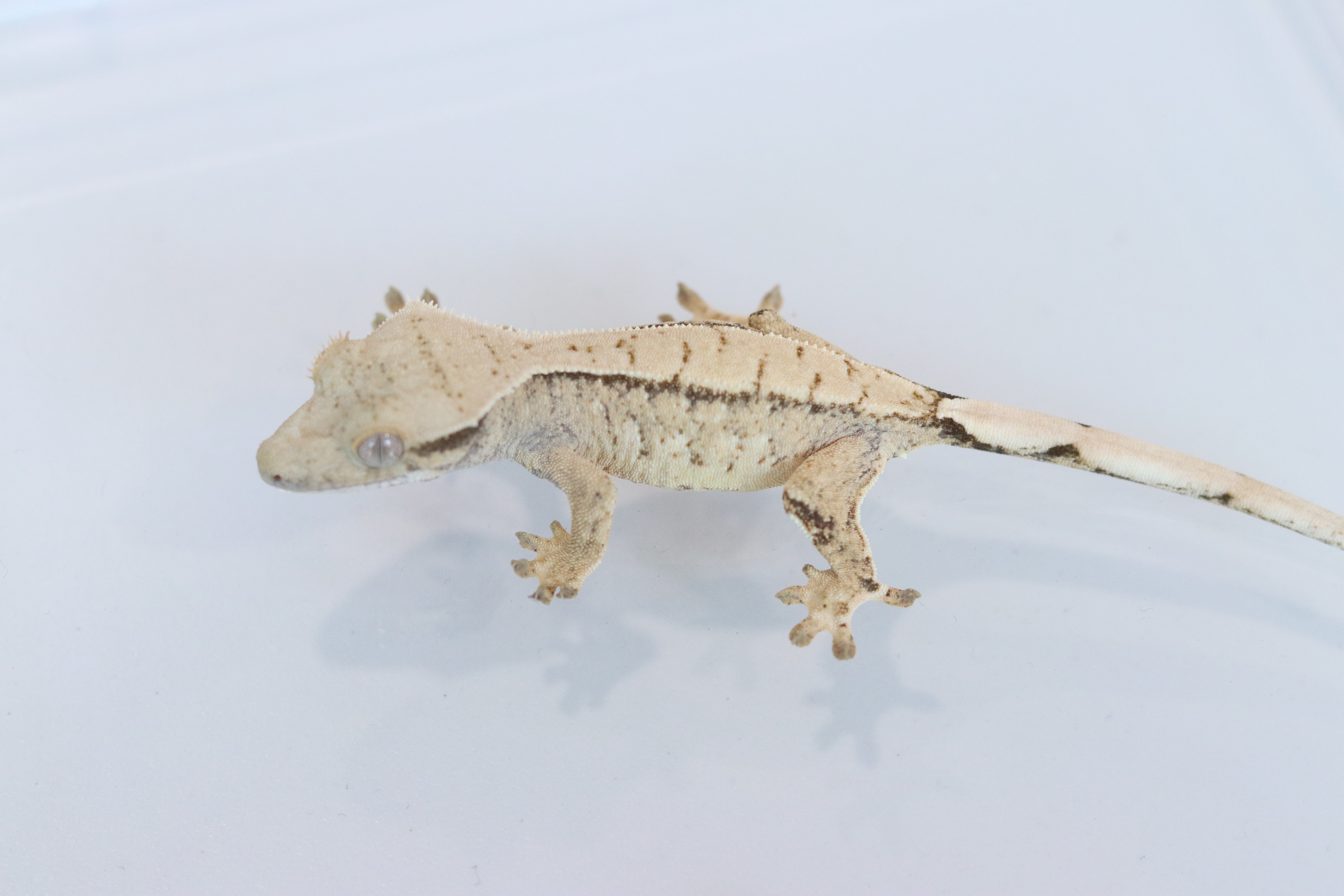 Drippy White Spot Tri Extreme Harlequin