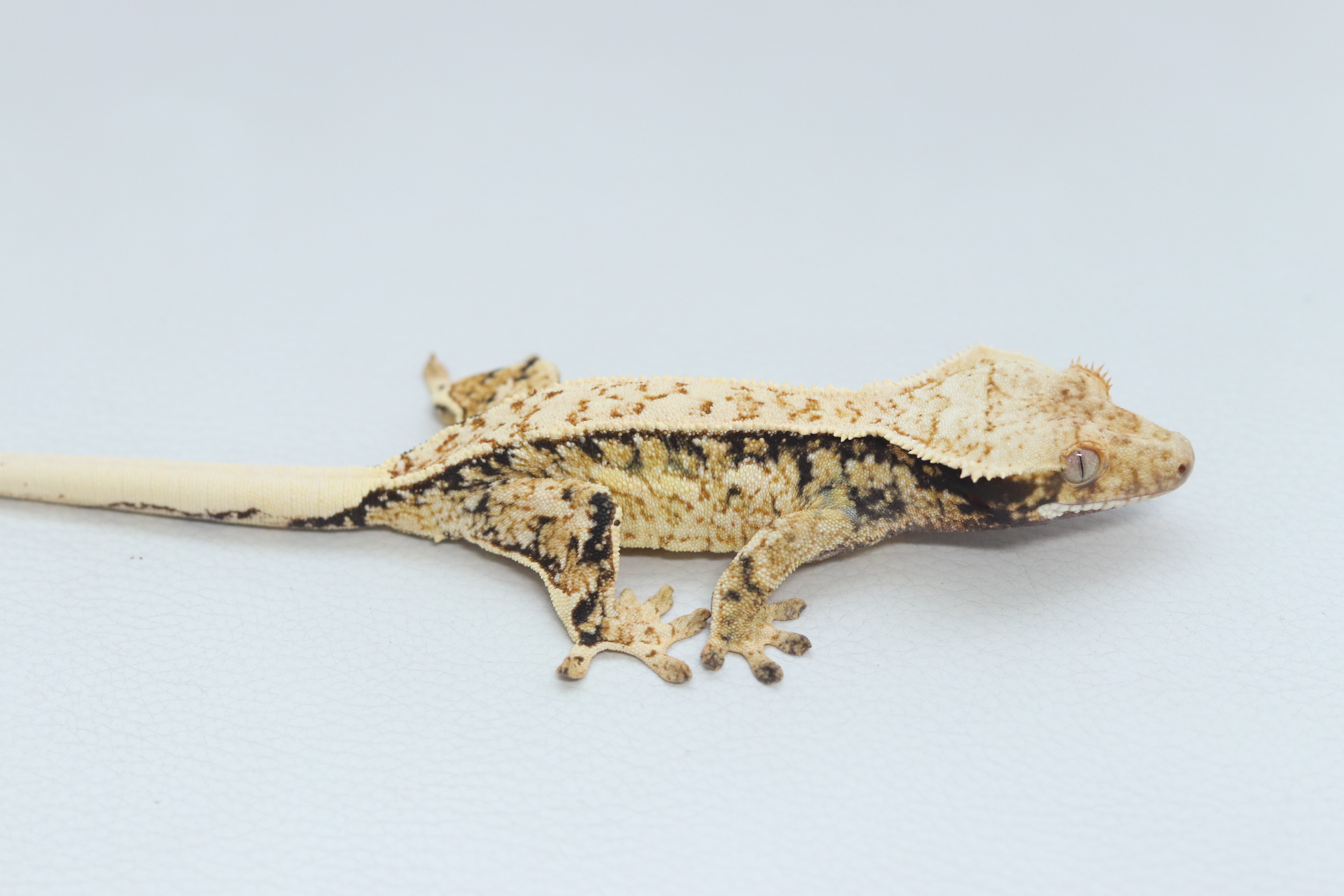 White Spot Extreme Harlequin Quad Normal Tri Pinstripe