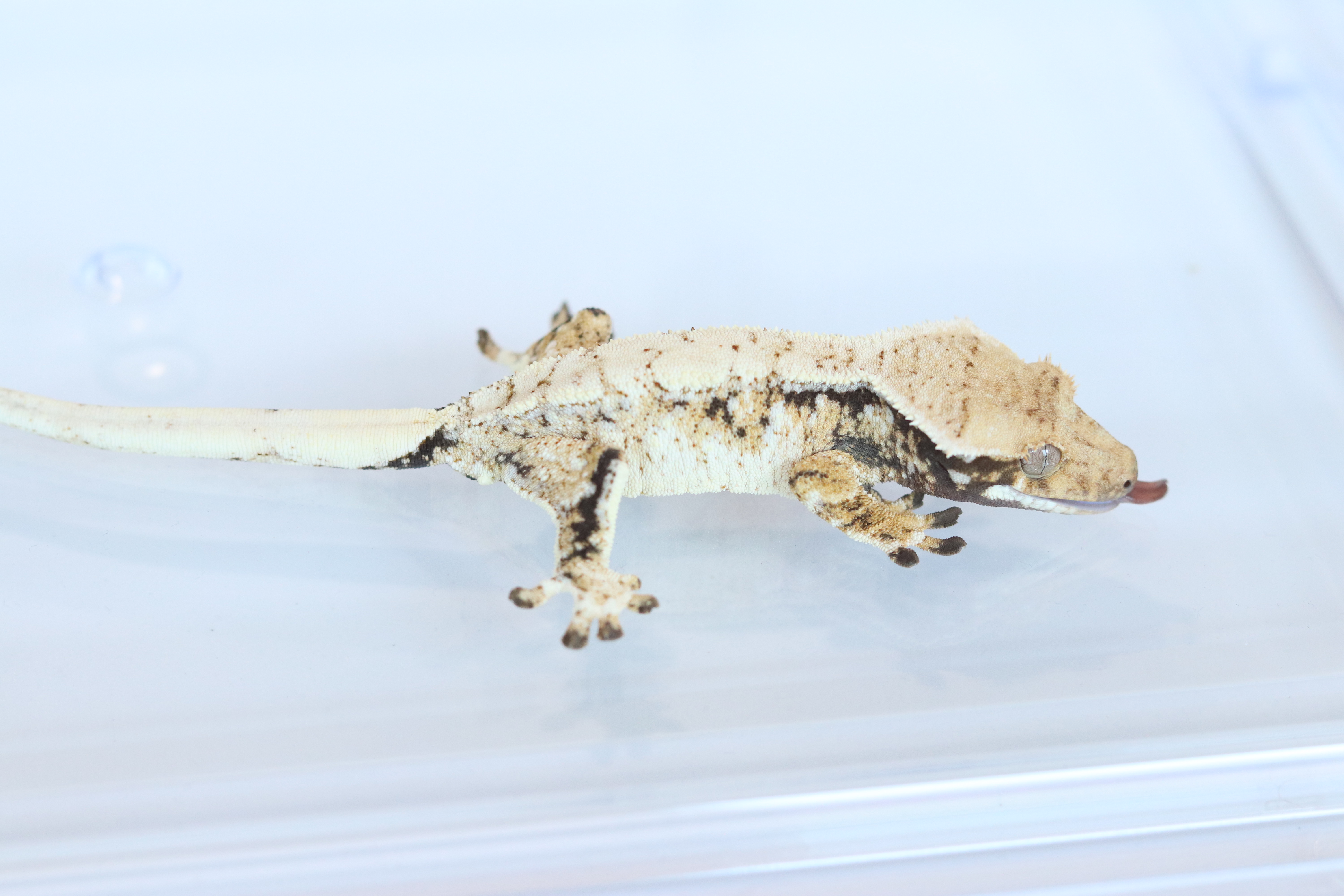 Tri Extreme Harlequin Drippy White Spot