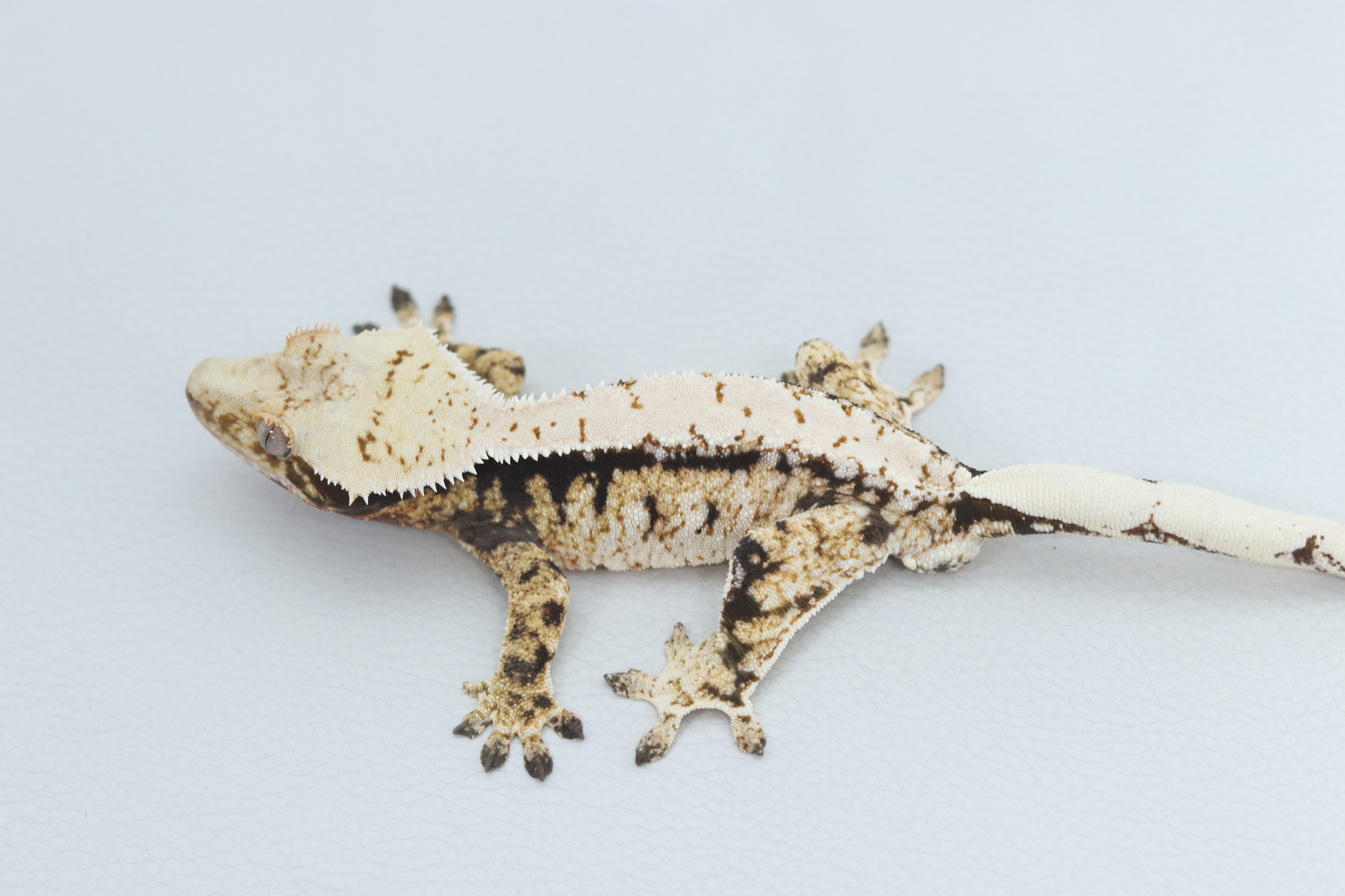 Normal Tri White Spot Extreme Harlequin