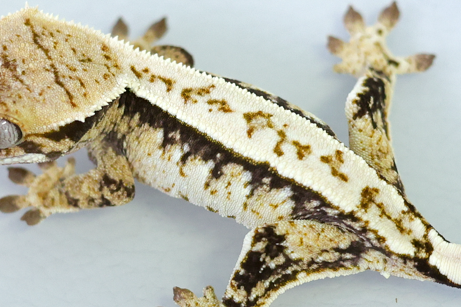 Normal White Spot Tri Extreme Harlequin