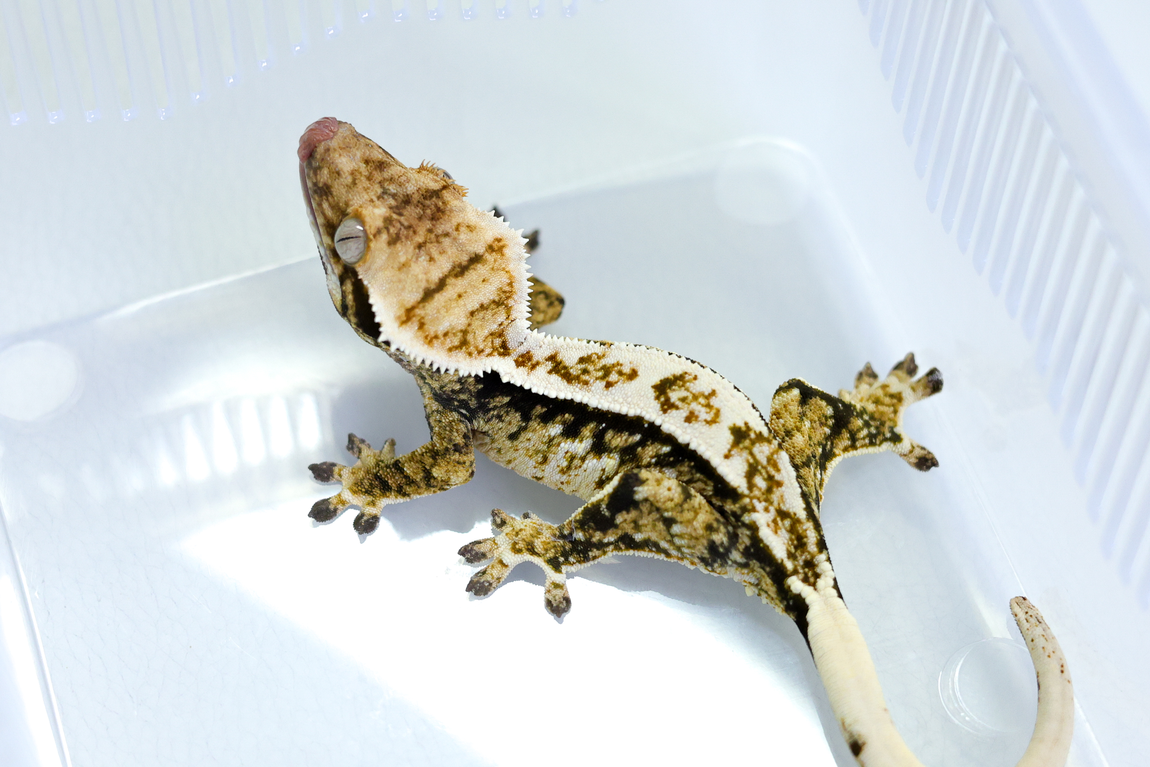 Tri Extreme Harlequin White Pin